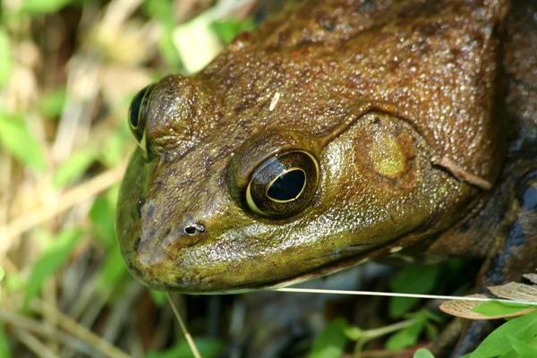 American bullfrog — Stock Photo, Image