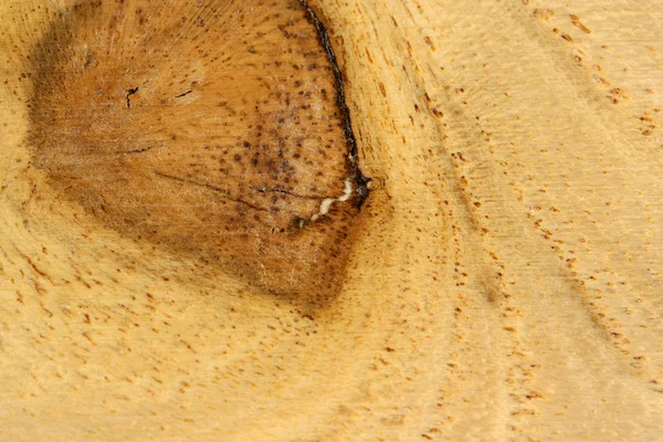 Texture du grain de bois backgound — Photo
