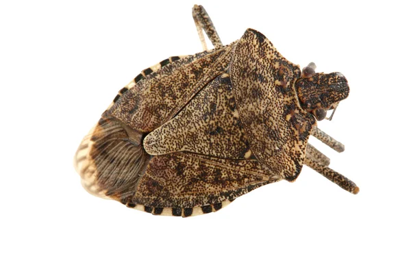 Щит или вонючий жук изолирован на белом — стоковое фото