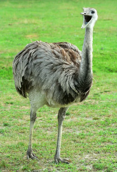 Rhea with it's mouth open — Stock Photo, Image