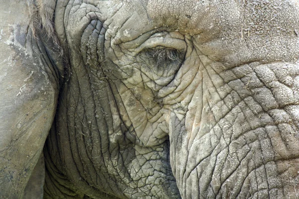 Egy elefántfej közelsége. — Stock Fotó