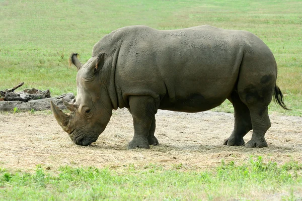 Rhinocéros blanc sur la savane — Photo
