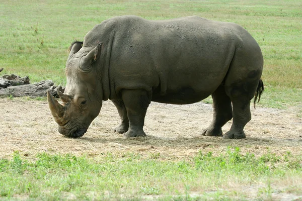 Rhinocéros blanc mangeant sur la savane — Photo