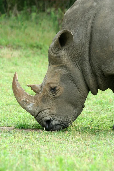 White Rhinoceros eating on the savannah — Stock Photo, Image