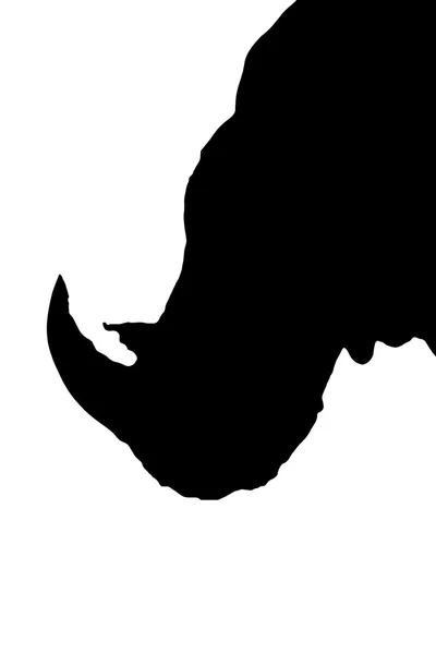 Ізольована білий носоріг голову на білому — стокове фото
