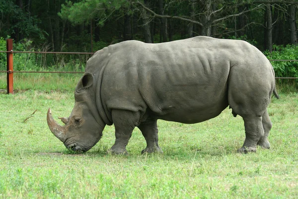 White Rhinoceros on the savannah — Stock Photo, Image