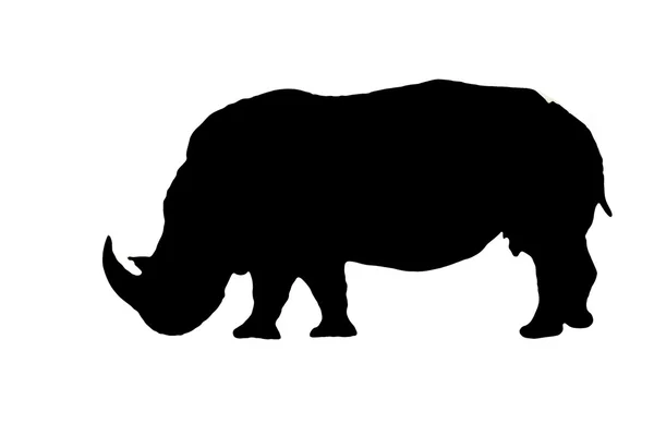 Изолированный белый носорог на белом — стоковое фото