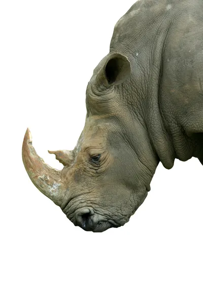 Cabeça isolada de rinoceronte branco sobre branco — Fotografia de Stock