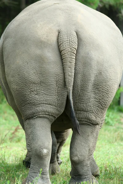 Nosorożec widok z tyłu — Zdjęcie stockowe