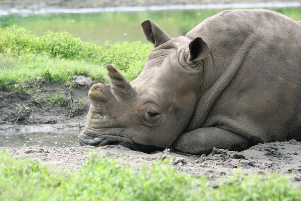 Un rinoceronte bianco che stabilisce — Foto Stock