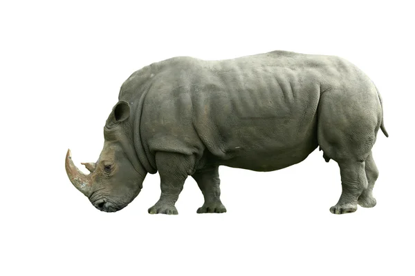 Rinoceronte bianco isolato su bianco — Foto Stock