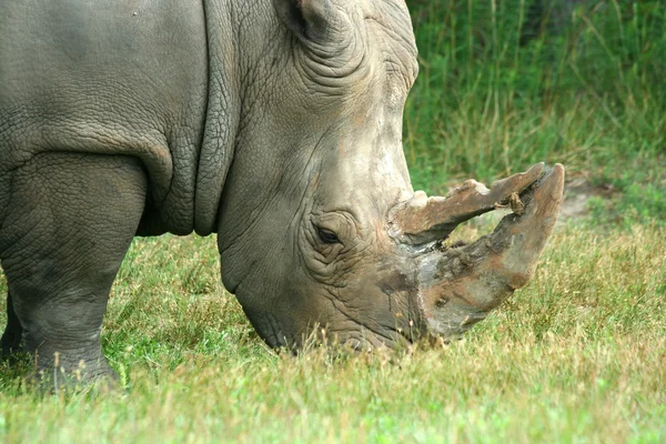 Nosorożec biały jedzenie na sawannie — Zdjęcie stockowe