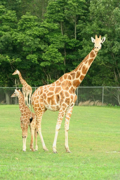 Moeder en kind giraffen — Stockfoto