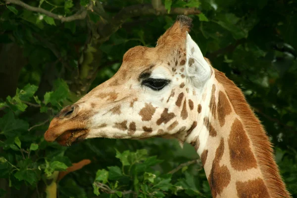 Giraffe head — Stock Photo, Image