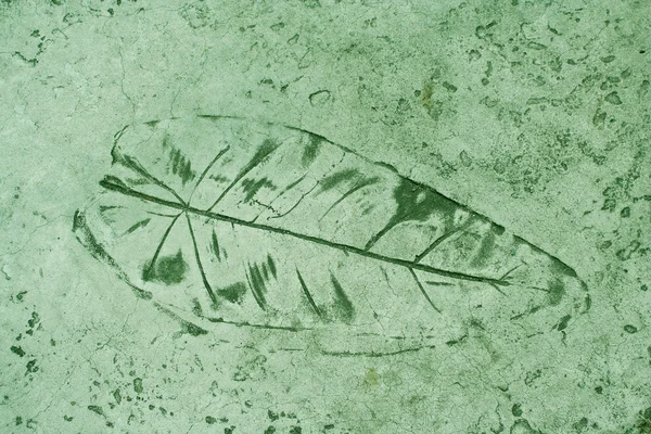 Leaf impression in a cement green sidewa — Stock Photo, Image