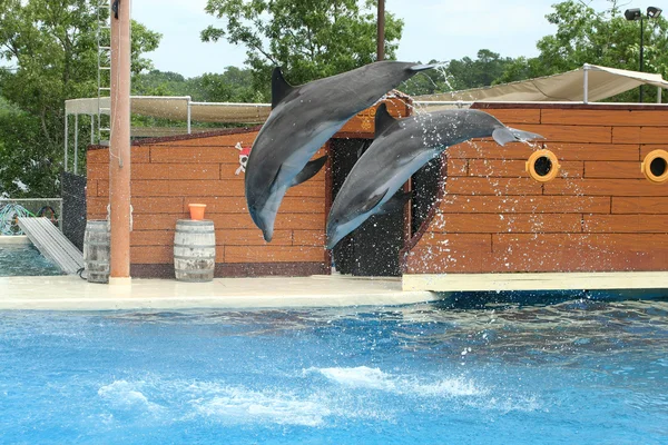 Two dolphins juping through the air — Stock Photo, Image