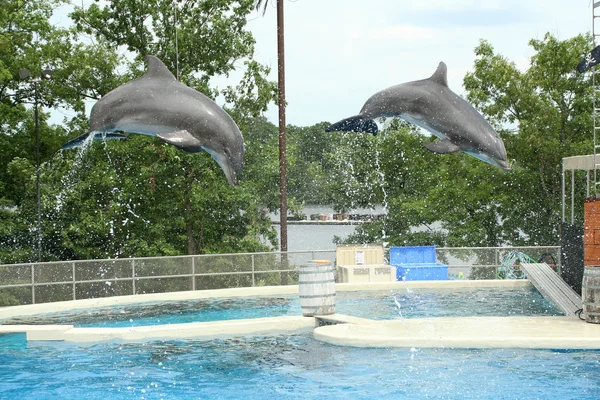 Two dolphins jumping — Stock Photo, Image