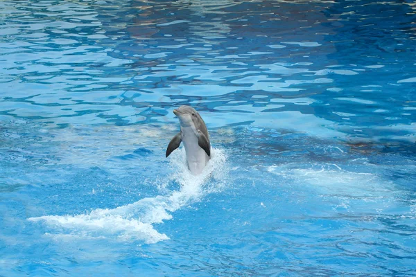 stock image Dolphin swimming backwards