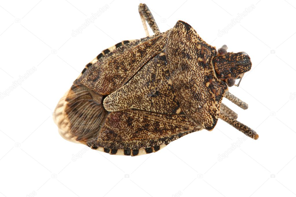 Shield or stink bug isolated on white