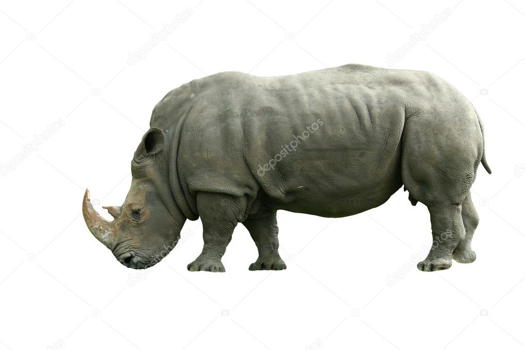 Isolated White Rhinoceros on white
