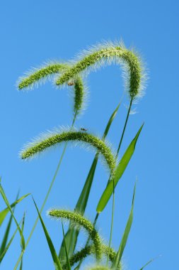 Giant Foxtail weeds against a blue sky