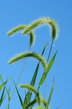 Giant Foxtail weeds against a blue sky clipart