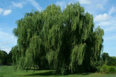 Weeping willow tree with blue sky clipart