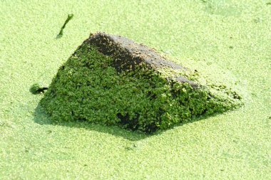 Rock covered in algae clipart