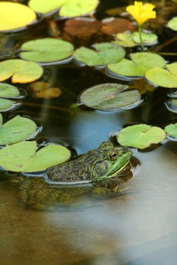 lillypads ile bir havuzda yeşil kurbağa