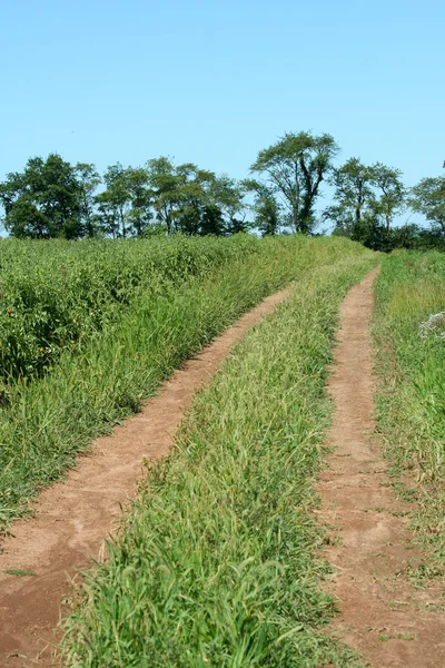 Estrada de terra através de um campo de fazenda — Fotografia de Stock