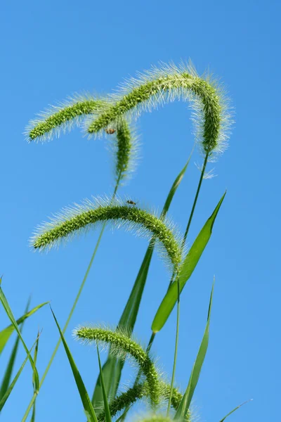 Giant Foxtail weeds against a blue sky — Stok fotoğraf