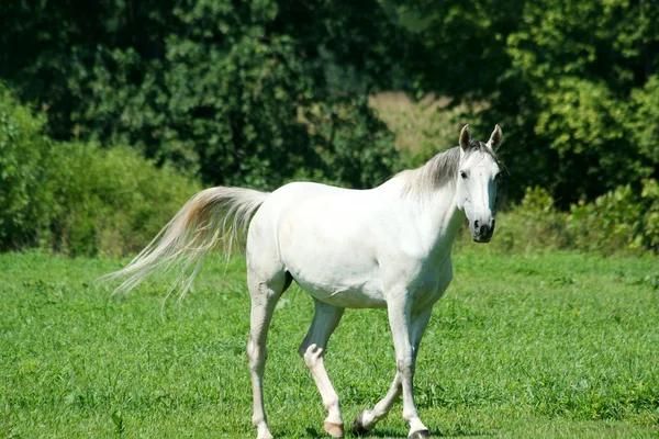 Άσπρο άλογο που τρέχει σε ένα πράσινο πεδίο — Φωτογραφία Αρχείου