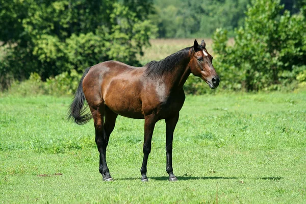 緑の野原で茶色の馬 — ストック写真
