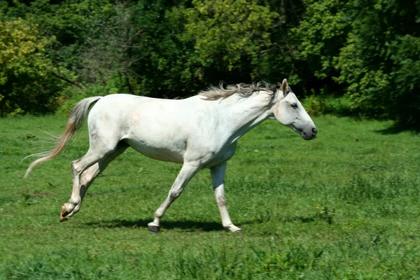 Cheval blanc courant dans un champ vert — Photo