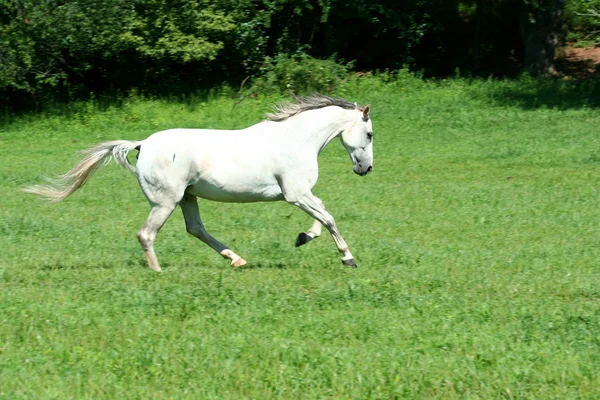 Fehér ló — Stock Fotó