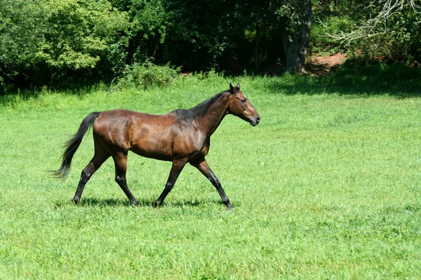 Caballo marrón caminando en un campo verde — Foto de Stock