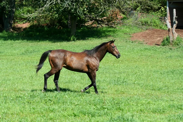 褐色的马站在靠近围栏 — 图库照片