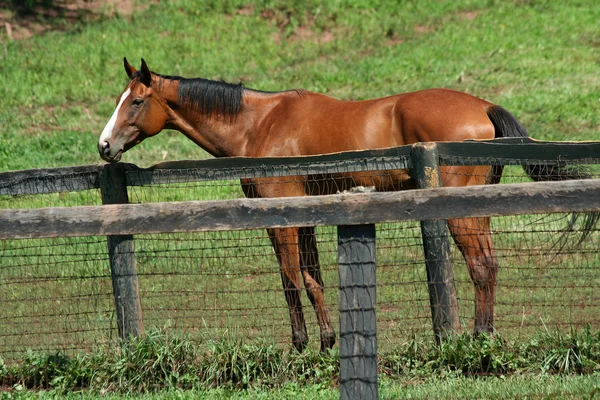 茶色の馬はフェンス近くに立っています。 — ストック写真
