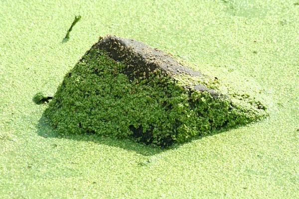 Скала, покрытая водорослями — стоковое фото