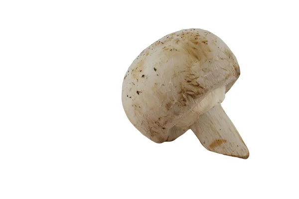 Cogumelo isolado no fundo branco — Fotografia de Stock