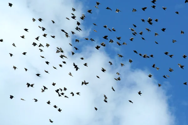 Grote zwerm starling vogels — Stockfoto
