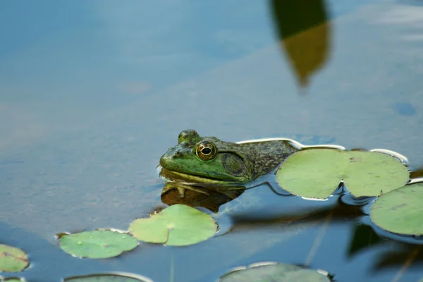 Green bullfrog in a pond