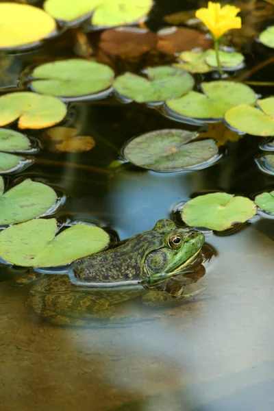 stock image Green bullfrog in a pond with lillypads