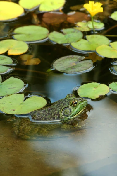 Stock image Green bullfrog in a pond with lillypads