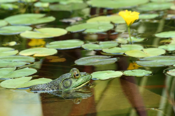 Green bullfrog in a pond with lillypads — Stock Photo, Image