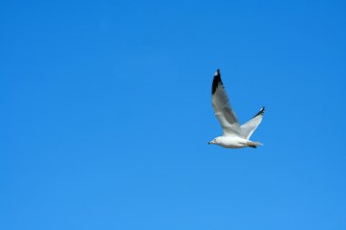 parlak mavi gökyüzü karşı uçan martı