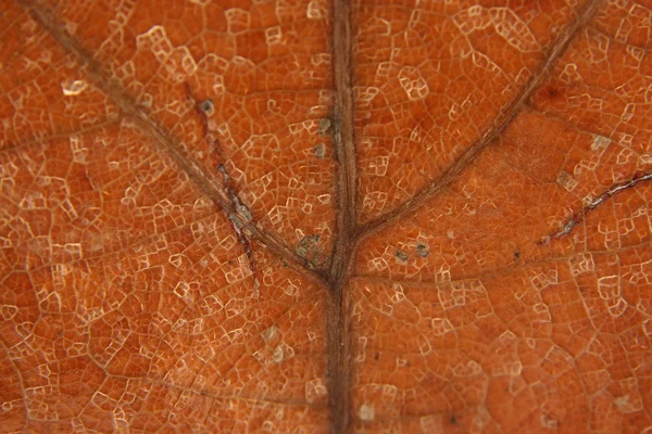 ブラウン死んで葉の静脈のマクロ — ストック写真