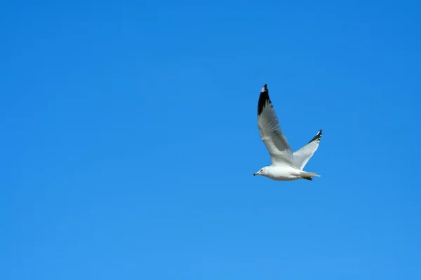 밝은 파란색 하늘에 대하여 비행 하는 갈매기 — 스톡 사진