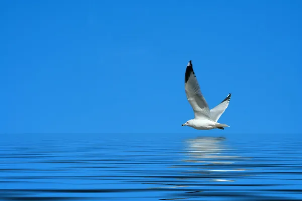 Gaivota voando contra um céu azul brilhante — Fotografia de Stock