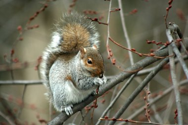 Common Eastern Gray Squirrel eating in a clipart